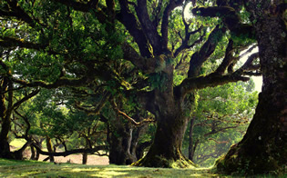 arbre