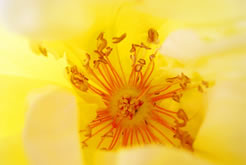 coeurjaune